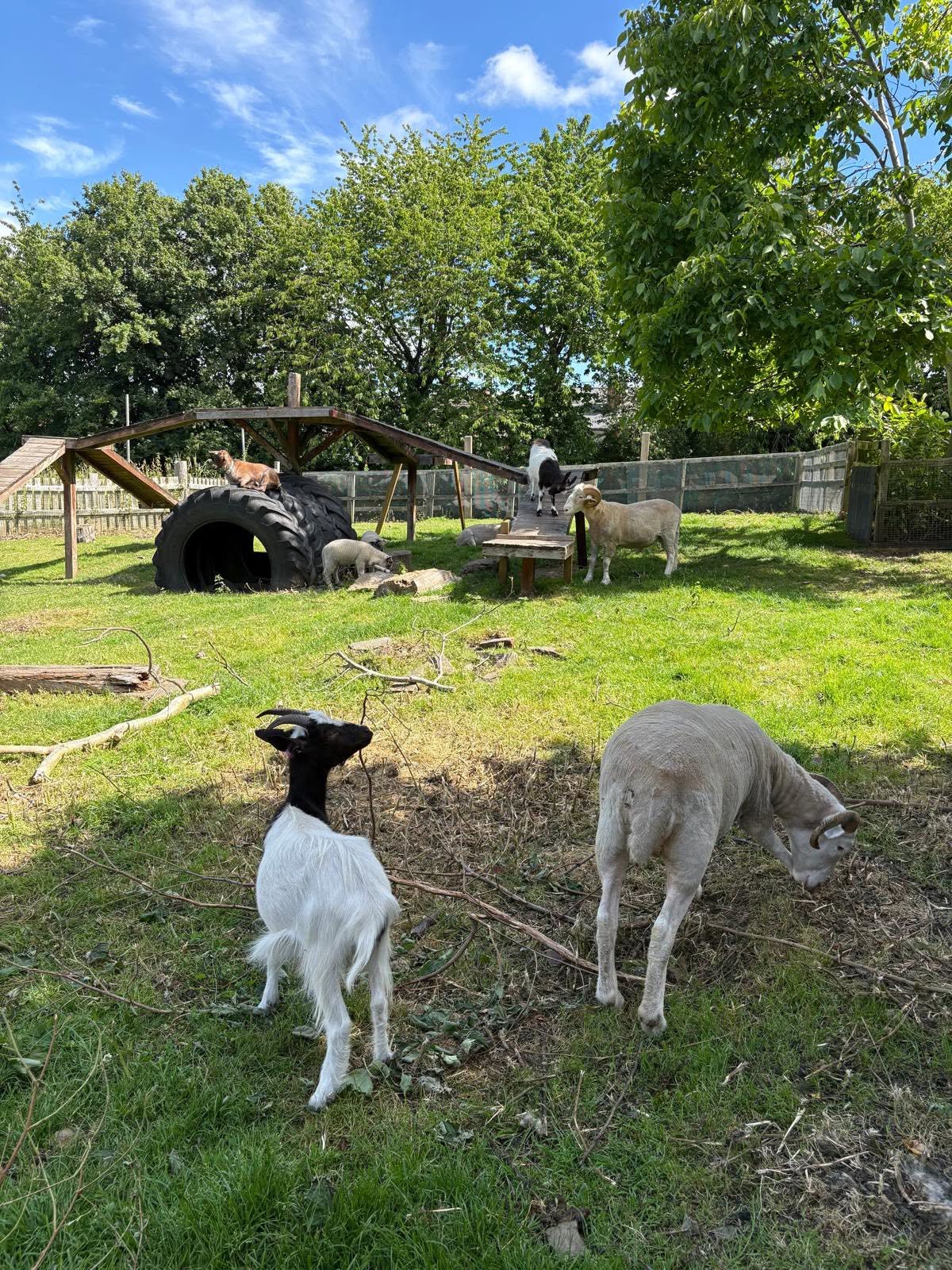 Twelve Trees Care clients enjoying a day out at a local farm