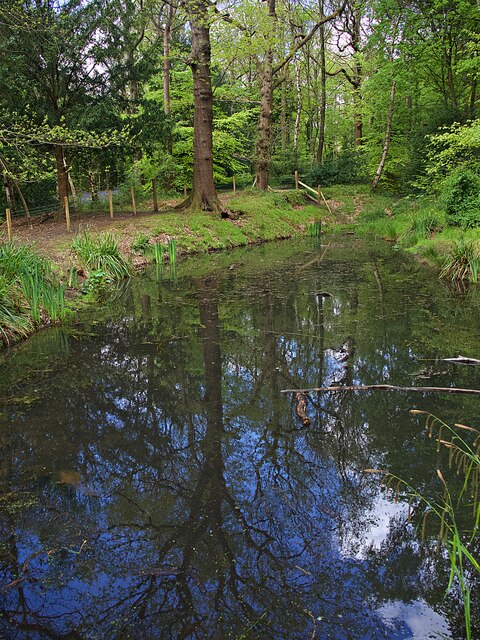 Collier's Pond in Ecclesall Woods, one of the gentle autumn walks near our Sheffield home care team's patch
