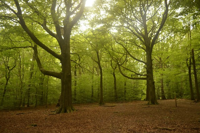 Ecclesall Woods in Sheffield, where Step Out Sheffield runs gentle health walks every Thursday morning